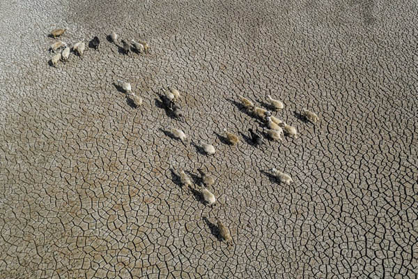 عکس های برگزیده حیات وحش در هفته اخیر (گزارش تصویری) عکس های برگزیده حیات وحش در هفته اخیر (گزارش تصویری)