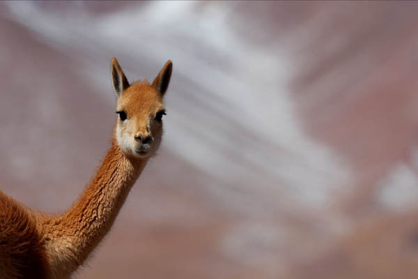 عکس های برگزیده حیات وحش در هفته اخیر (گزارش تصویری) عکس های برگزیده حیات وحش در هفته اخیر (گزارش تصویری)