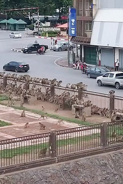 حمله میمون ها به شهر (تصاویر)