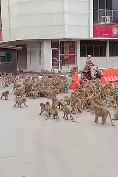 حمله میمون ها به شهر (تصاویر)