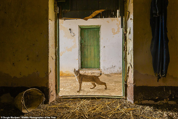 چهره هولناک یک شیر / اتفاقی وحشتناک روی دیوار یک خانه!(گزارش تصویری) چهره هولناک یک شیر / اتفاقی وحشتناک روی دیوار یک خانه!(گزارش تصویری)