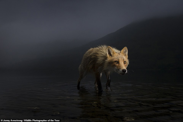 چهره هولناک یک شیر / اتفاقی وحشتناک روی دیوار یک خانه!(گزارش تصویری) چهره هولناک یک شیر / اتفاقی وحشتناک روی دیوار یک خانه!(گزارش تصویری)