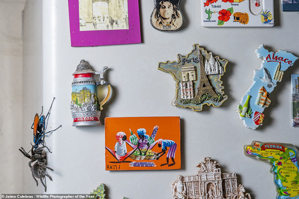 چهره هولناک یک شیر / اتفاقی وحشتناک روی دیوار یک خانه!(گزارش تصویری) چهره هولناک یک شیر / اتفاقی وحشتناک روی دیوار یک خانه!(گزارش تصویری)