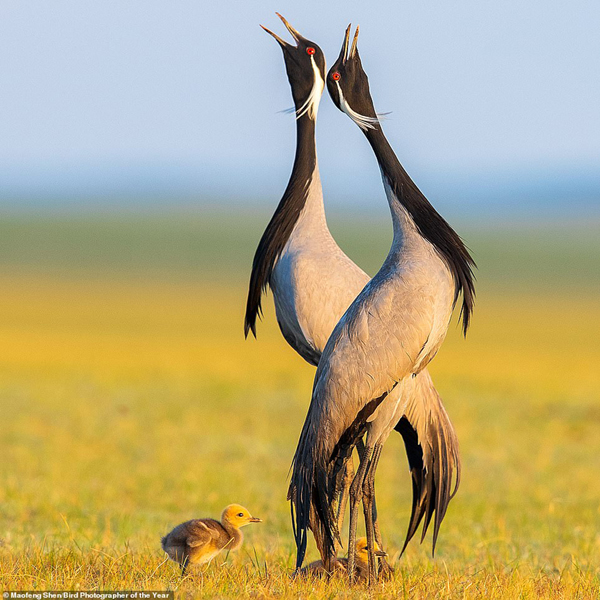 گشتی شگفت انگیز در دنیای پرندگان (گزارش تصویری) گشتی شگفت انگیز در دنیای پرندگان (گزارش تصویری)