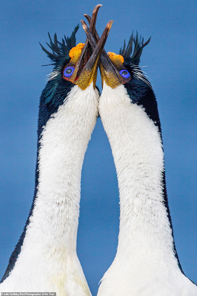 گشتی شگفت انگیز در دنیای پرندگان (گزارش تصویری) گشتی شگفت انگیز در دنیای پرندگان (گزارش تصویری)