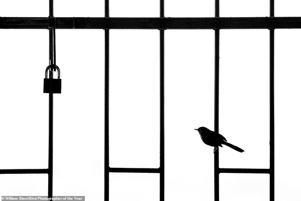 گشتی شگفت انگیز در دنیای پرندگان (گزارش تصویری) گشتی شگفت انگیز در دنیای پرندگان (گزارش تصویری)