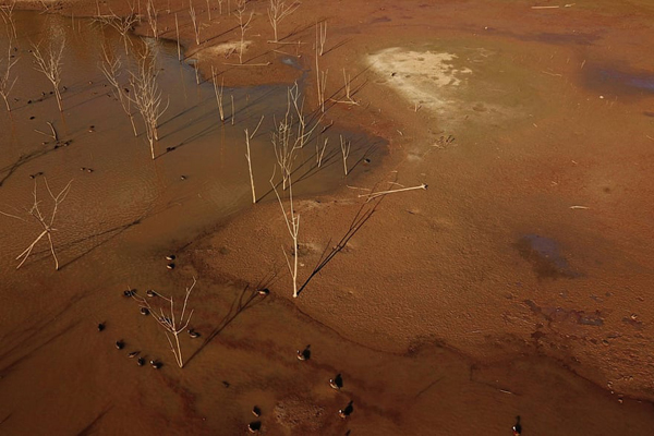 گاز اشک آور برای معترضان ضدواکسن (گزارش تصویری)