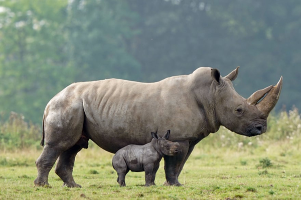 جشن در خیابان های «گینه» / نجات معجزه وار یک کودک (گزارش تصویری)