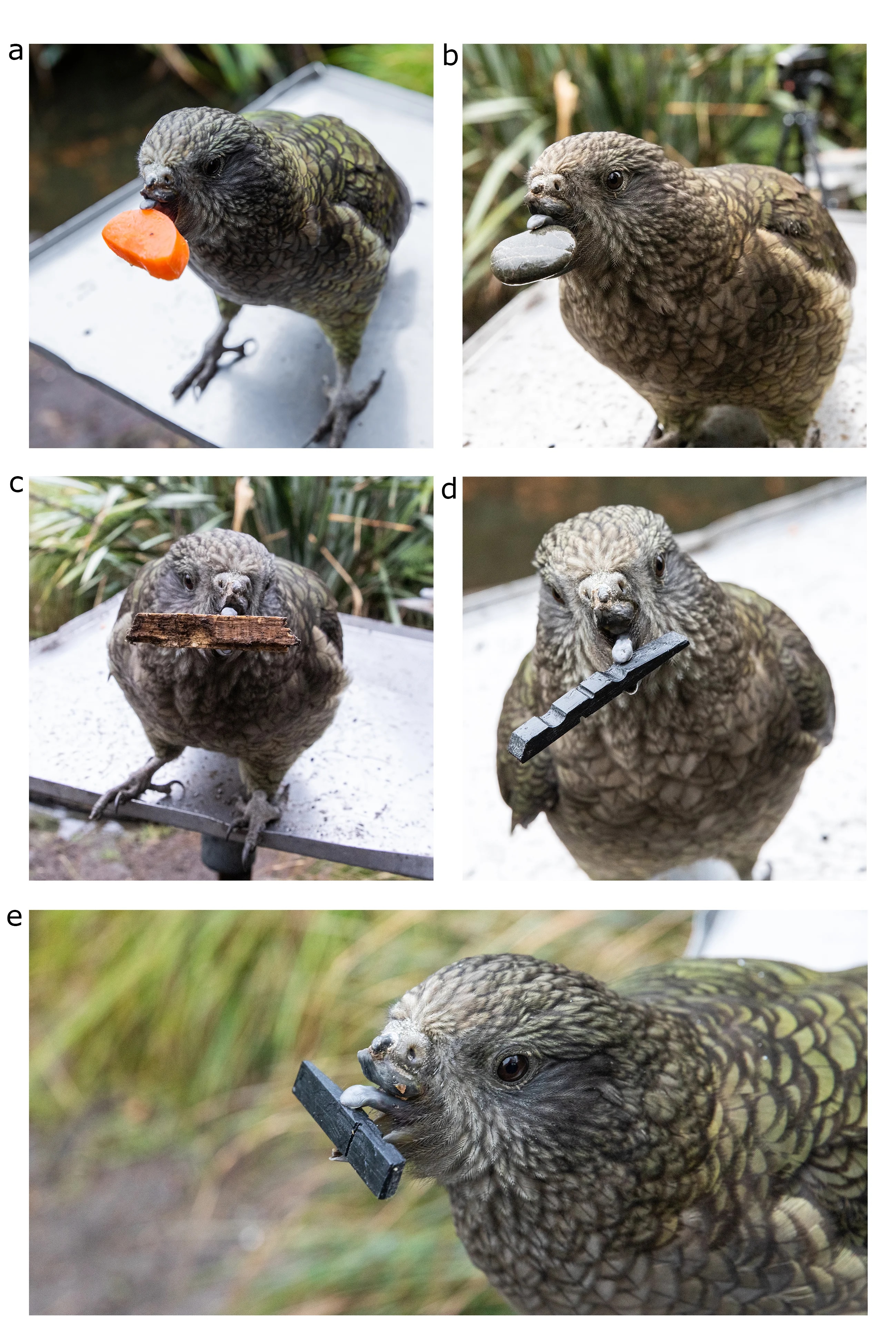 طوطی معلول آموخته که از ابزار‌هایی برای مراقبت از خود استفاده کند