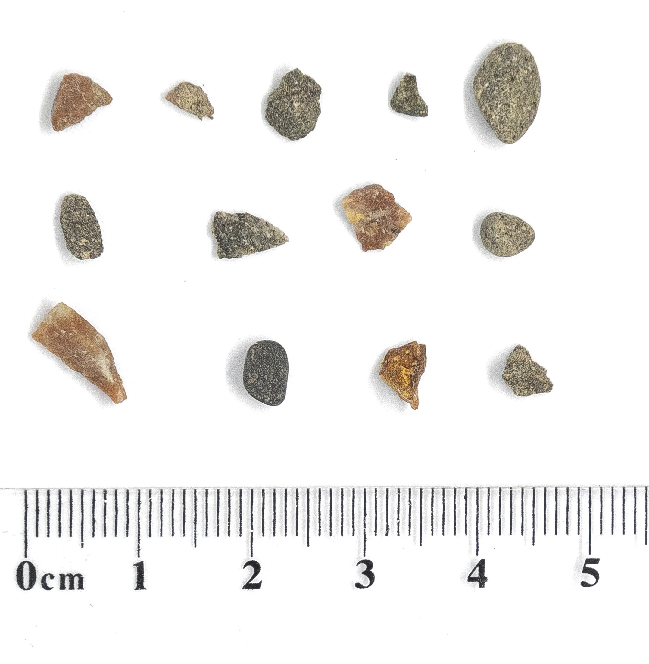 طوطی معلول آموخته که از ابزار‌هایی برای مراقبت از خود استفاده کند