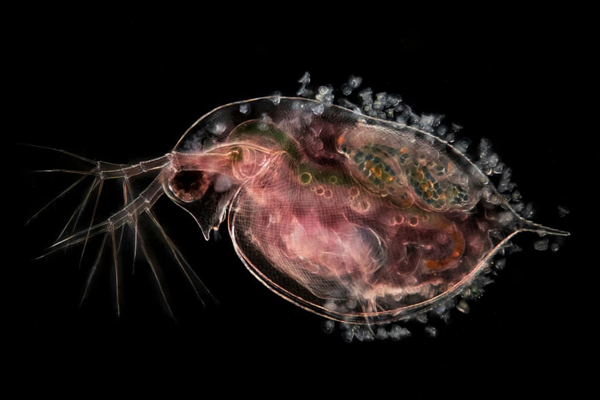 تصاویری شگفت انگیز و برگزیده از مسابقه «میکروگرافی» (گزارش تصویری)