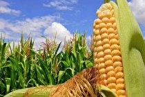 پیش بینی تولید ۸۰ هزارتن ذرت دانه ای در جنوب کرمان