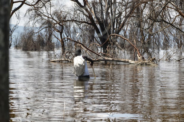 کشتار بی رحمانه و خونین 1500 دلفین (گزارش تصویری)