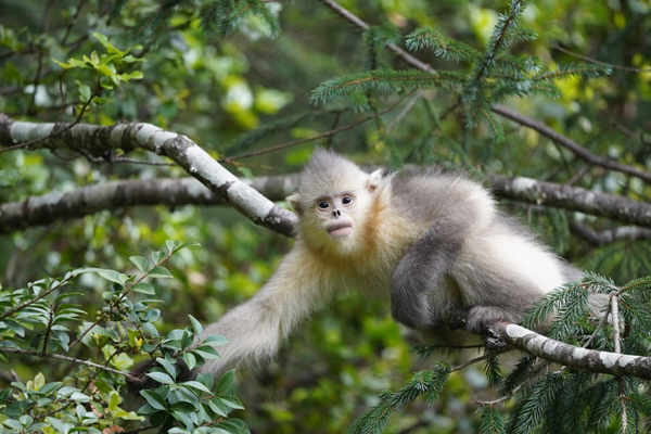 تصاویر برگزیده حیات وحش و محیط زیست در هفته اخیر (گزارش تصویری) تصاویر برگزیده حیات وحش و محیط زیست در هفته اخیر (گزارش تصویری)