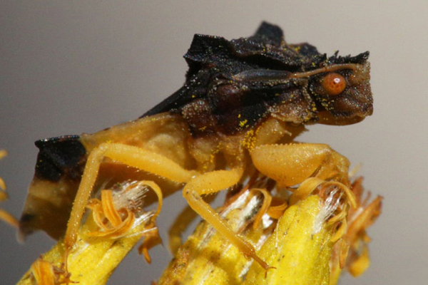 تصاویر برگزیده حیات وحش و محیط زیست در هفته اخیر (گزارش تصویری) تصاویر برگزیده حیات وحش و محیط زیست در هفته اخیر (گزارش تصویری)