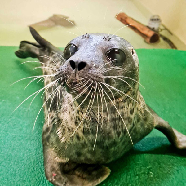 تصاویر برگزیده حیات وحش و محیط زیست در هفته اخیر (گزارش تصویری) تصاویر برگزیده حیات وحش و محیط زیست در هفته اخیر (گزارش تصویری)