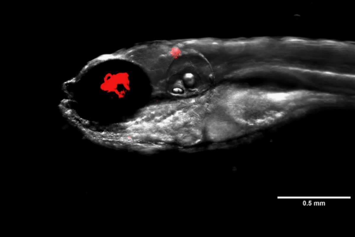 ترکیب ویروس-آنتی‌بیوتیک برای از بین بردن باکتری‌های مقاوم
