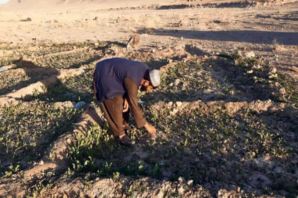 این بز یک خرس خطرناک را کشت! (گزارش تصویری) این بز یک خرس خطرناک را کشت! (گزارش تصویری)