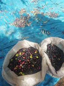 پیش بینی تولید بیش از ۷۰۰ تن زیتون از باغات جنوب کرمان