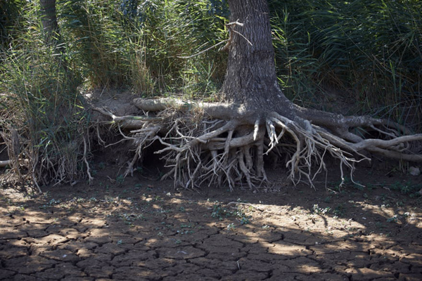 برگزیده های حیات وحش جهان در هفته اخیر (گزارش تصویری)
