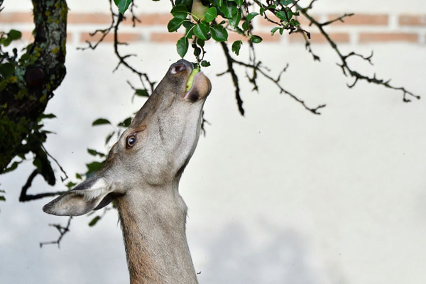 برگزیده های حیات وحش جهان در هفته اخیر (گزارش تصویری)