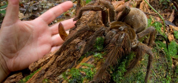 حشراتی که با دیدنشان کابوس به سراغتان می آید + عکس