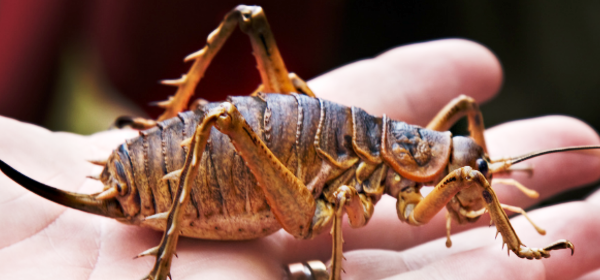 حشراتی که با دیدنشان کابوس به سراغتان می آید + عکس