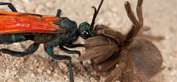 حشراتی که با دیدنشان کابوس به سراغتان می آید + عکس