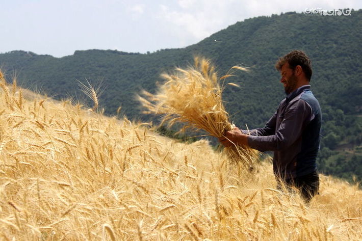 گندم‌کاران اردبیلی در زمان مناسب اقدام به کشت کنند