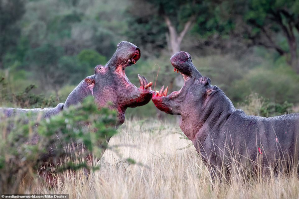 نزاع خونین و کشنده دو اسب آبی (تصاویر)