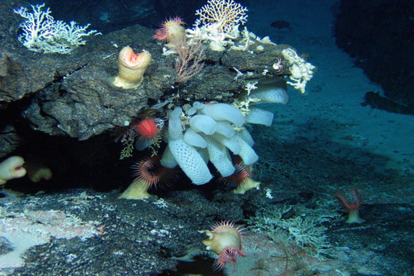 حمله دوباره ملخ ها / مرگ گوریل مشهور(گزارش تصویری) حمله دوباره ملخ ها / مرگ گوریل مشهور(گزارش تصویری)