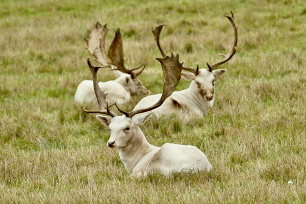 حمله دوباره ملخ ها / مرگ گوریل مشهور(گزارش تصویری) حمله دوباره ملخ ها / مرگ گوریل مشهور(گزارش تصویری)