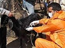 ایمن سازی ۸۰ درصد احشام ایلام علیه بیماری طاعون نشخوارکنندگان کوچک