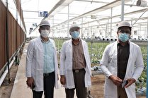 رتبه برتر جنوب کرمان درتولید محصولات سبزی و صیفی وسطح گلخانه های کشور 