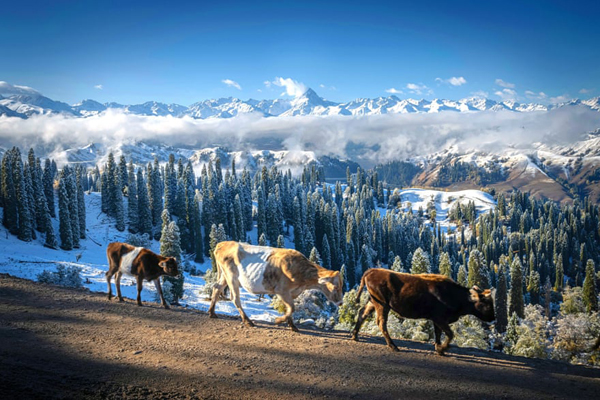 لاکپشت 2 سر /  روز جهانی مردگان! (گزارش تصویری)