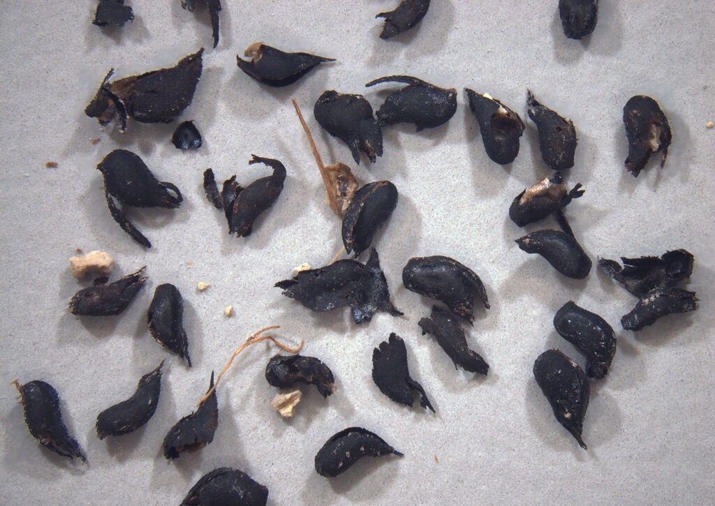 ردپاي 20 هزار ساله انسان!