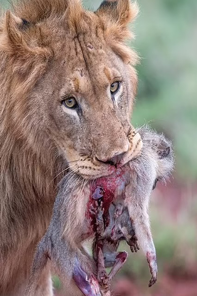 تصویری غم انگیز و دلخراش در حیات وحش