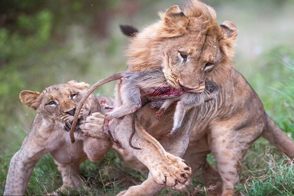 تصویری غم انگیز و دلخراش در حیات وحش