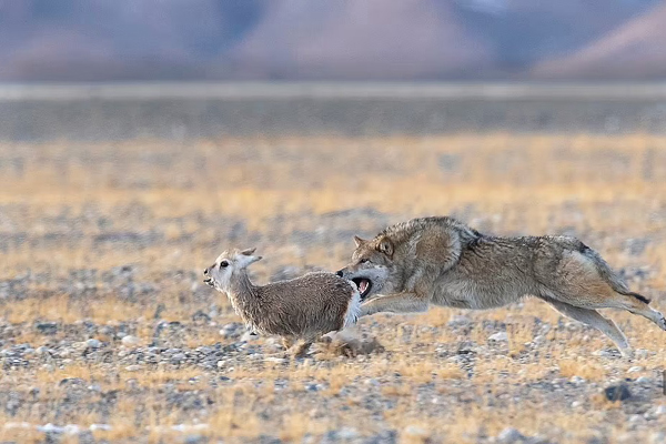لحظات برگزیده و دیدنی از حیات وحش (گزارش تصویری)