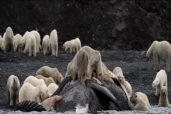 لحظات برگزیده و دیدنی از حیات وحش (گزارش تصویری)