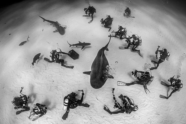 لحظات برگزیده و دیدنی از حیات وحش (گزارش تصویری)