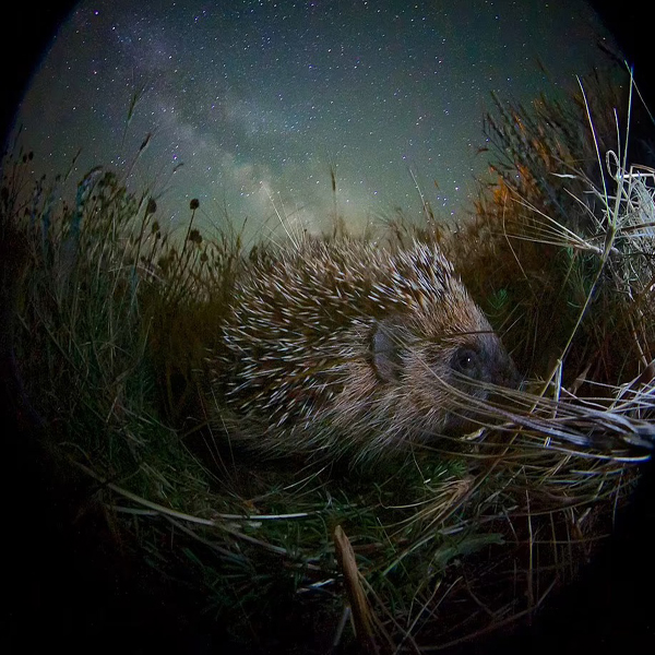 لحظات برگزیده و دیدنی از حیات وحش (گزارش تصویری)