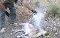 تلاش برای کنترل طاعون در حیات وحش، تلفات به ۲۲ راس رسید