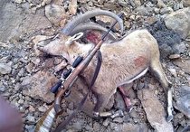 دستگیری شکارچیان متخلف در فیروزکوه