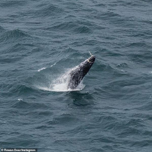 زباله های انسانی نهنگ ها را هم گرفتار می کند (عکس)