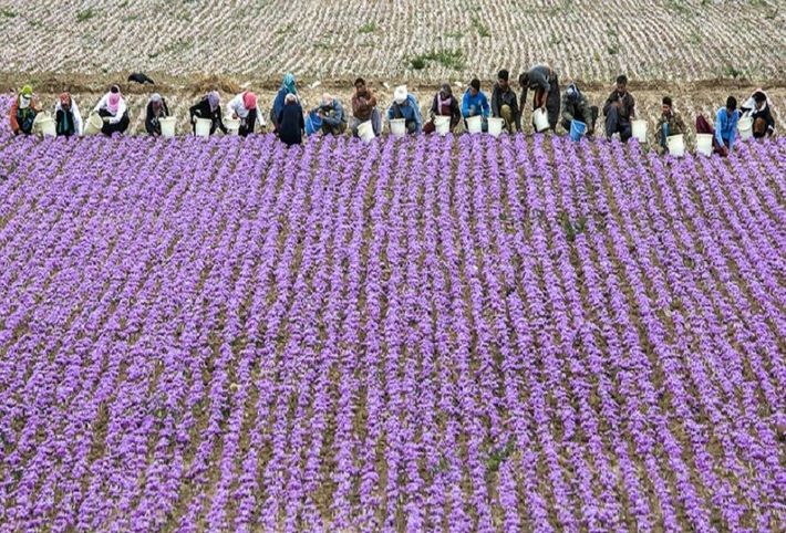 دبیرکل کمیسیون ملی یونسکو در ایران گفت: مقدمات ثبت ملی و جهانی آیین‌های مرتبط با زعفران تربت‌حیدریه و همچنین پیوستن نام این شهرستان در شبکه شهرهای خلاق و یادگیرنده جهانی فراهم شده‌ است.