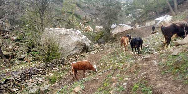 زنـدگی زیــر ســایــه تـرس (+عکس) زنـدگی زیــر ســایــه تـرس (+عکس)