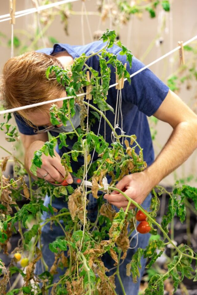 هاینز سس گوجه‌فرنگی تهیه شده از گوجه‌فرنگی مریخی را سرو می‌کند