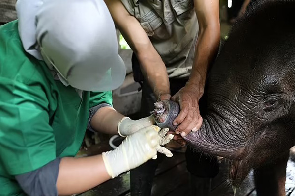 تصویر برگزیده حیات وحش ؛ بچه فیل با خرطوم قطع شده تصویر برگزیده حیات وحش ؛ بچه فیل با خرطوم قطع شده