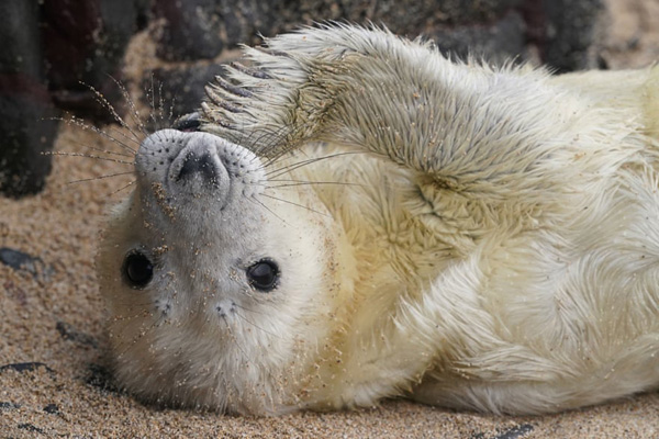 تابلوی 47 میلیون دلاری مریلین مونرو / رکورد کشیدن ماشین(گزارش تصویری)